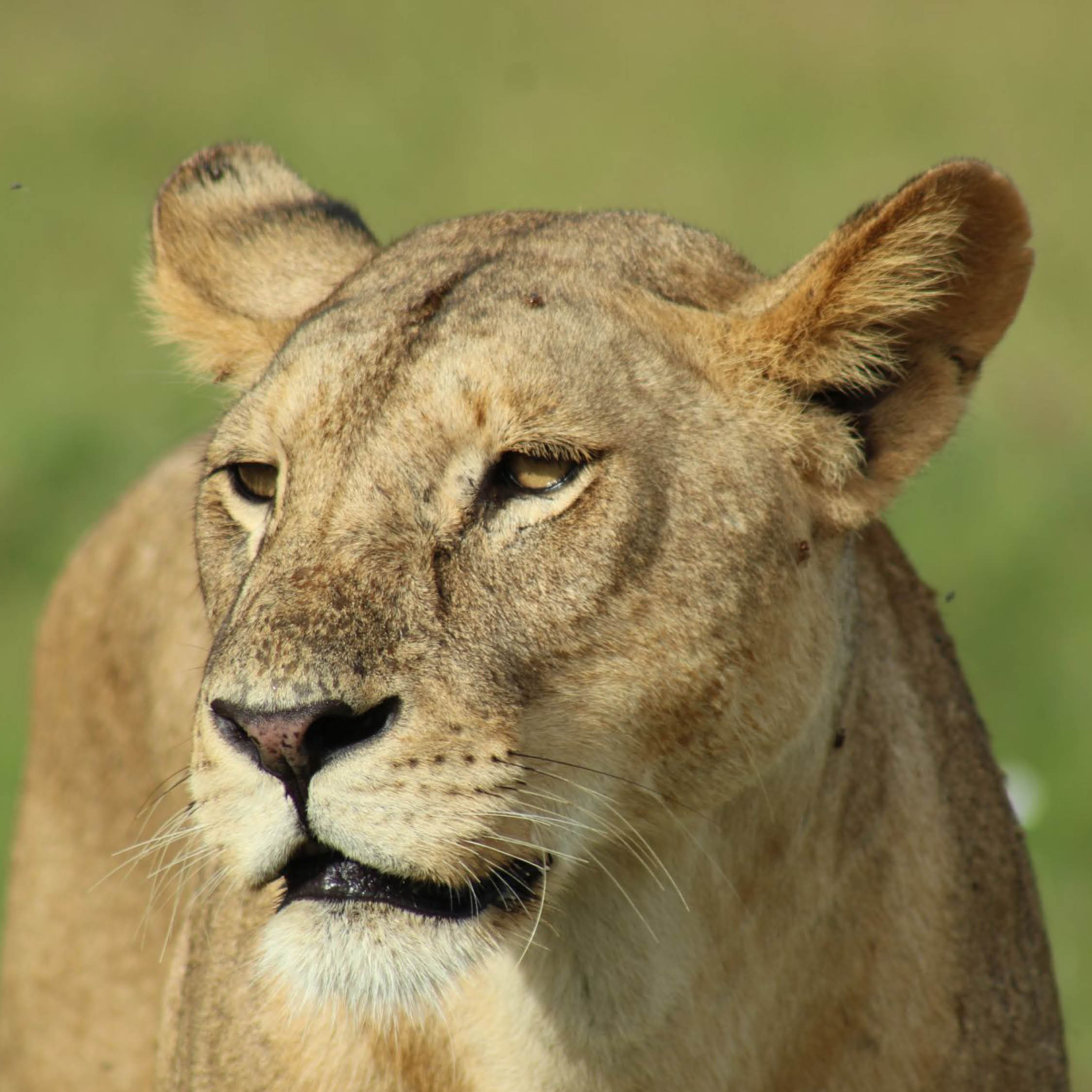 Tiergestütztes Seminar Löwen und Tiger verstehen, begreifen und kennen lernen!