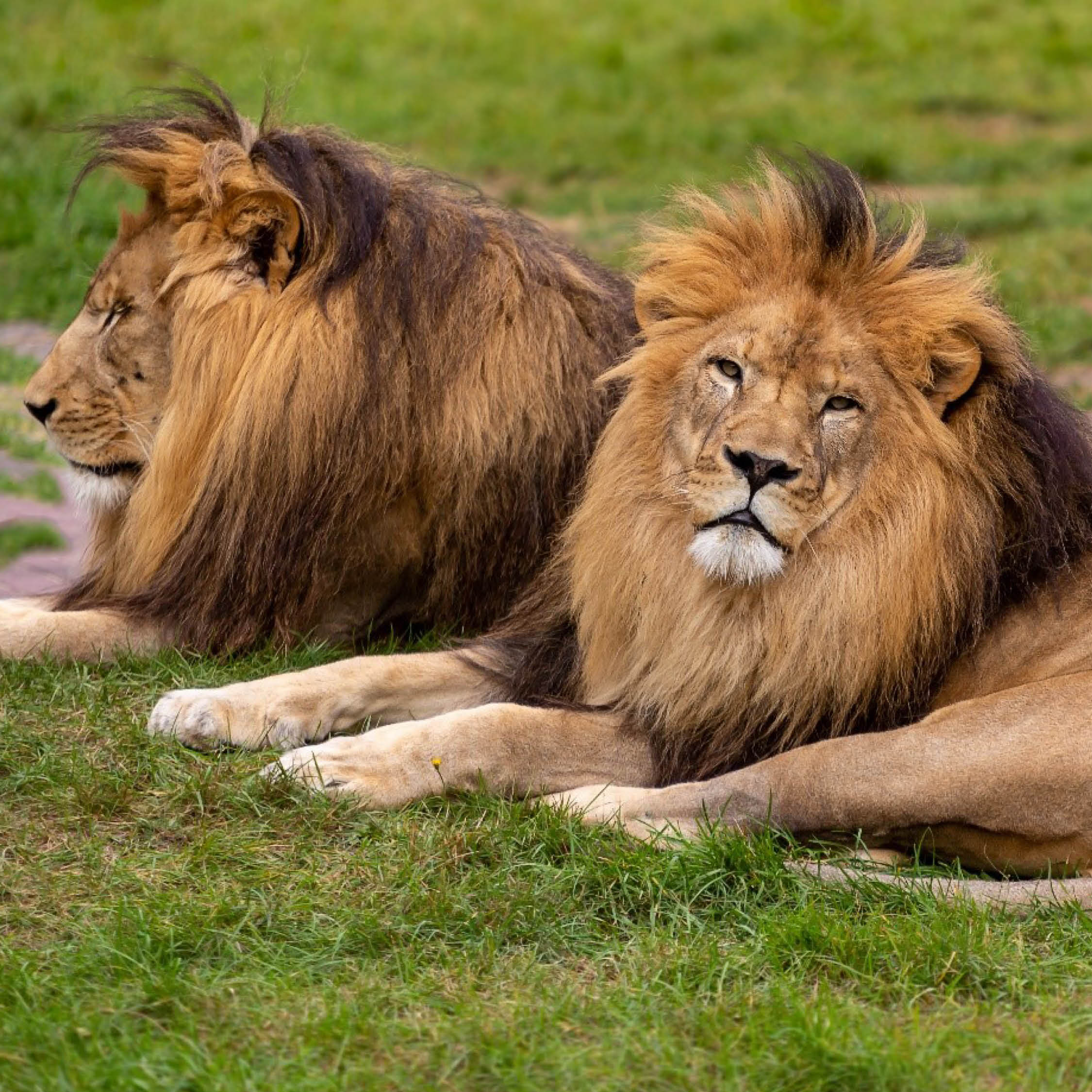 Tiergestütztes Seminar für Mitarbeiterinnen und Mitarbeiter „Auch Löwen funktionieren nur im Rudel“!